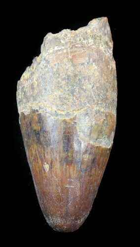 Cretaceous Fossil Crocodile Tooth - Morocco #50250